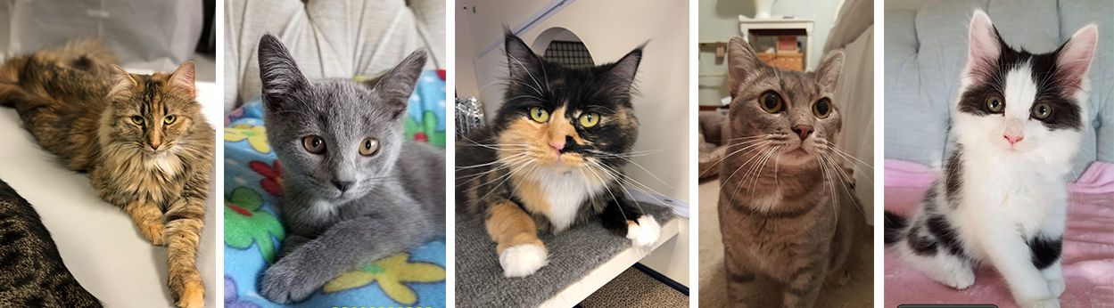 Crazy Cats Animal Rescue cats